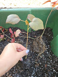 Cranberry Hibiscus Live Starter Plant, Organic Rosella Edible, Florida, Hibiscus acetosella, 4-inch Pot
