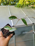 Hoya Krimson Queen Plant - Rooted - Variegated Green & White Foliage - Hoya carnosa 'Krimson Queen'