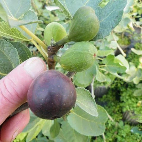LSU Purple Fig Plant - Live Rooted Starter - Self-Pollinating - Zones 7-10 - Vigorous Grower - Edible Fruit - Ficus carica