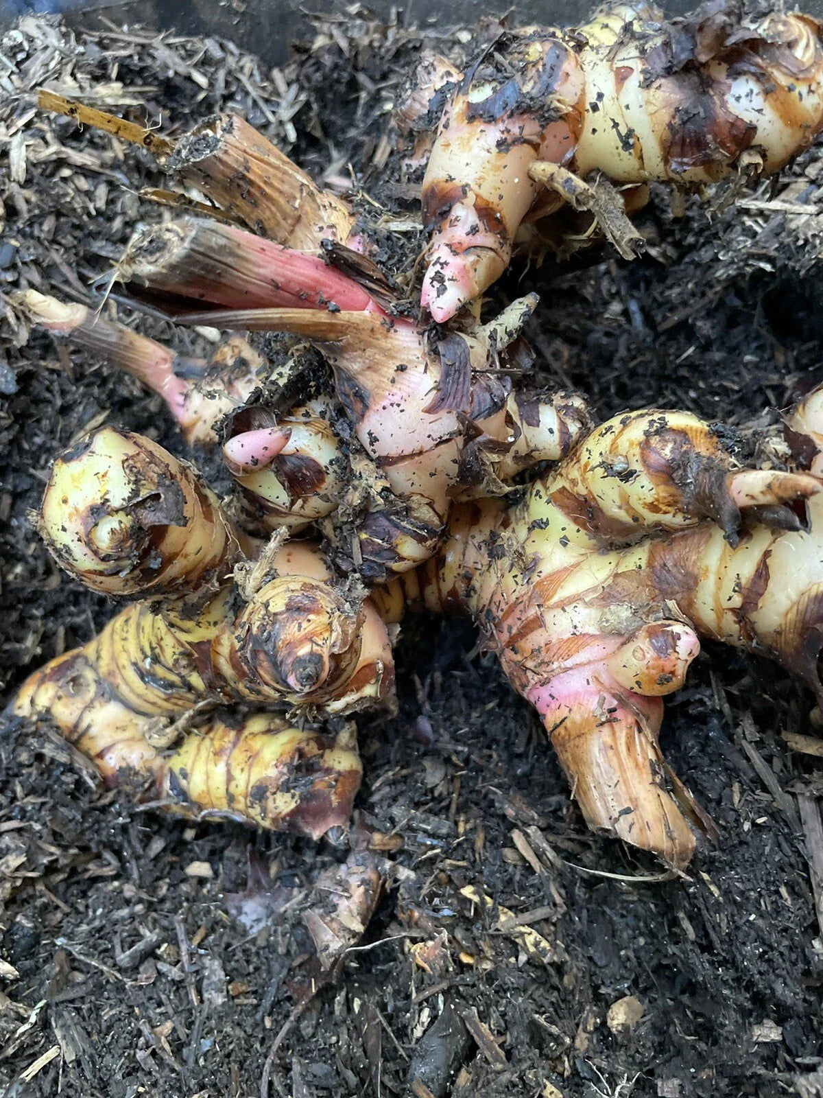 Galanga Roots 1 Lb Thai Ginger Rhizome for Planting (Alpinia galanga) - Fresh Culinary Herb