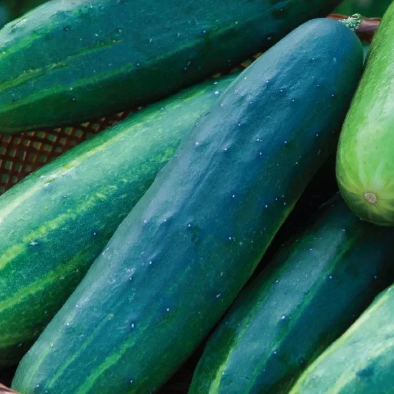 Cucumber Salad Slicer Seeds - 35+ Heirloom Organic Seeds - Ideal for Fresh Salads - Cucumis sativus