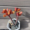 RARE RED AKAI Jade Succulent 7-9” Crassula Ovata Bare Rooted Bonsai Tree