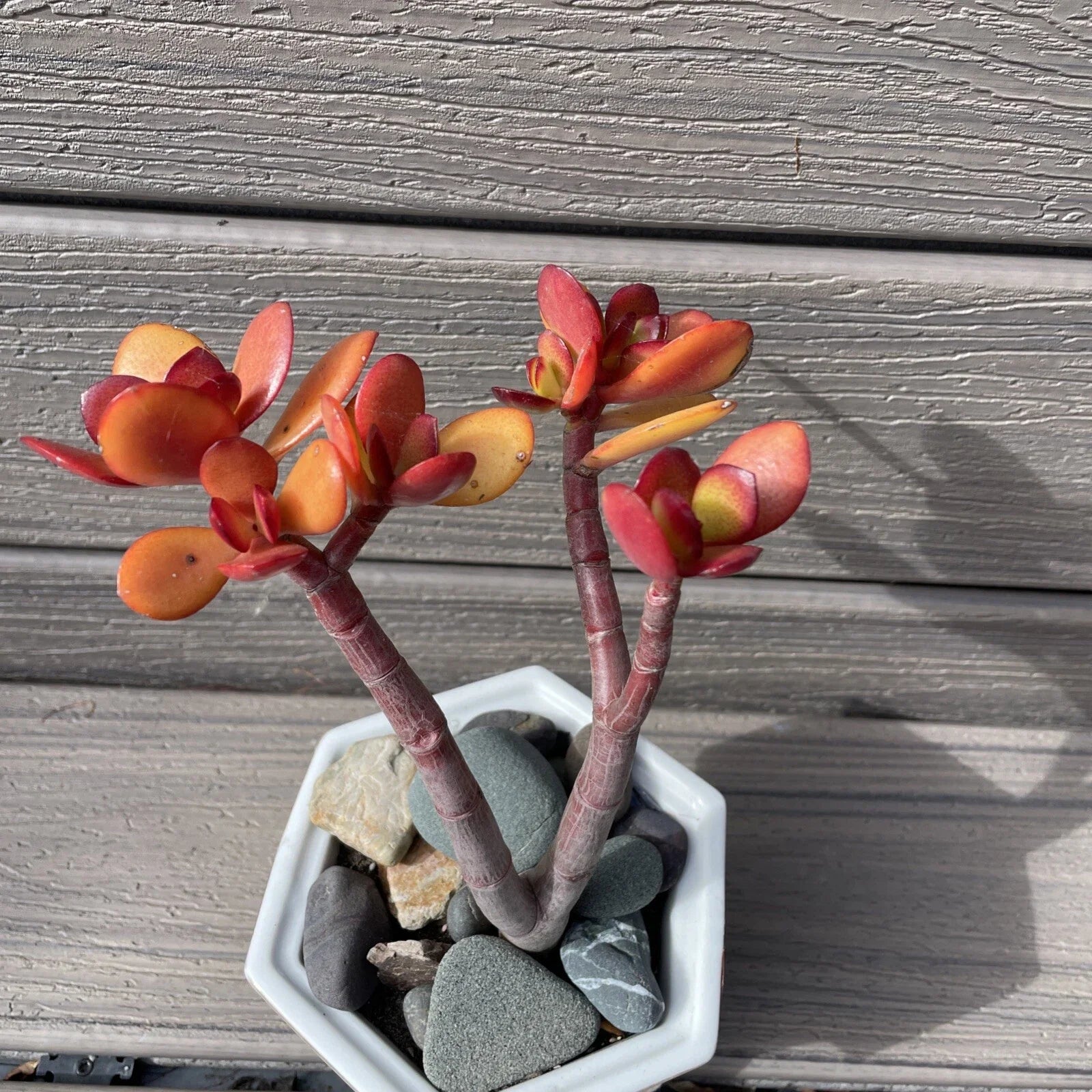 RARE RED AKAI Jade Succulent 7-9” Crassula Ovata Bare Rooted Bonsai Tree
