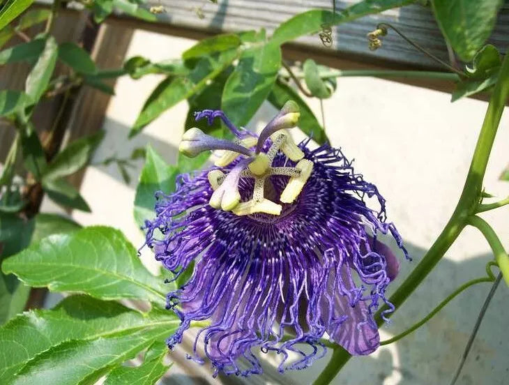Passiflora Vine Plant 5-8" Tall Purple Flowers Edible Fruit No Pot