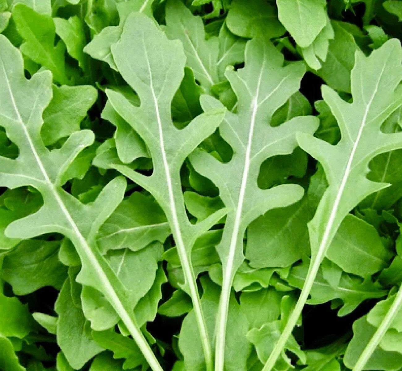 Rocket Arugula Seeds 1000+ Non-GMO Heirloom Eruca sativa USA Shipping