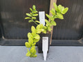 Xerosicyos perrieri Plant - Madagascar Variety - Rare Lot CC4 - Unique Succulent for Collectors