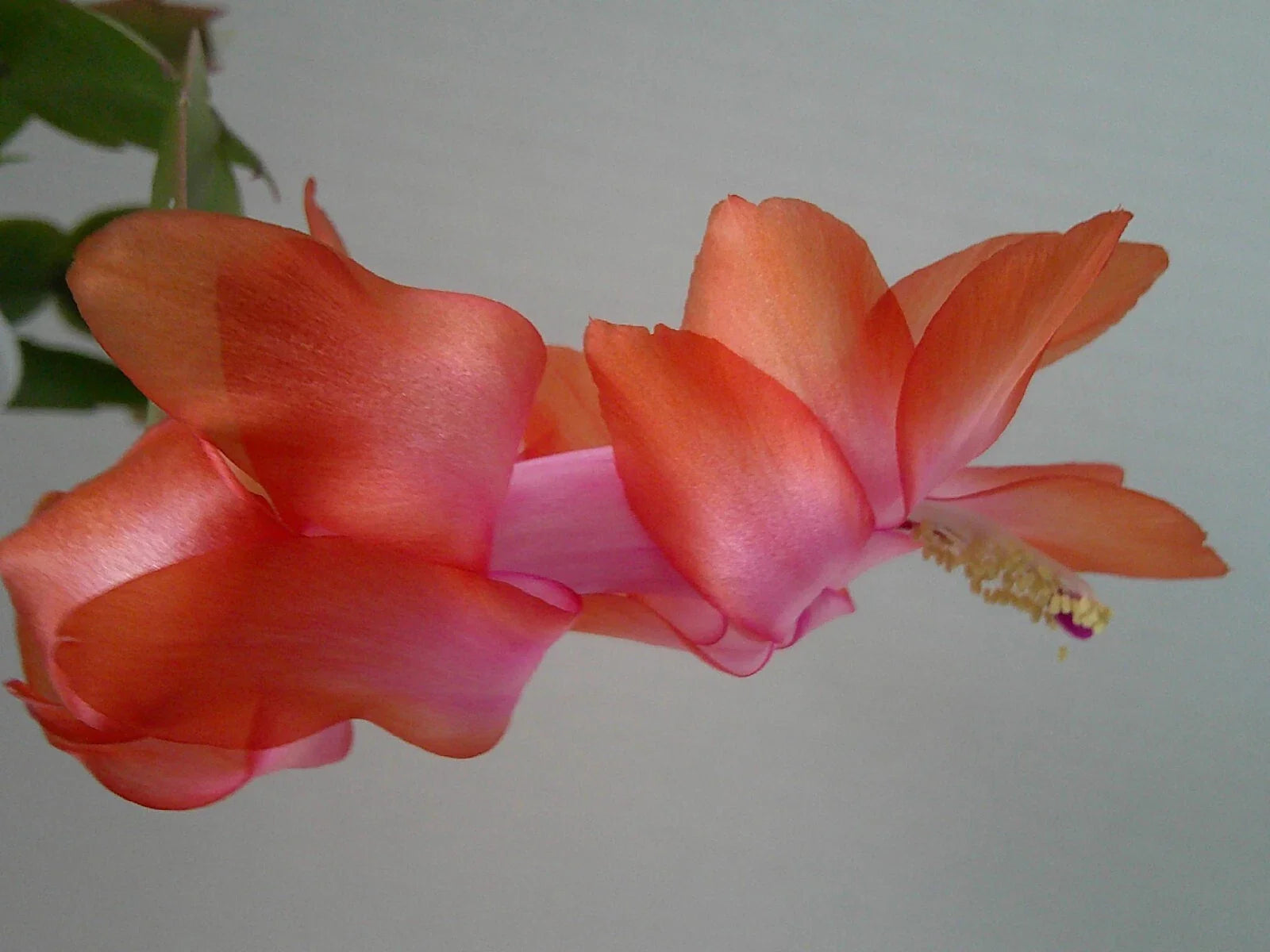 Schlumbergera Starter Plant - Keystone Halo Effect - Christmas Cactus - Unique Colorful Blooms