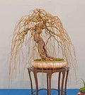 Golden Curls Willow Tree Cutting - Live Plant - Rare Variety for Bonsai - Salix matsudana 'Golden Curls'