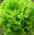 Salad Bowl Lettuce Seeds - 1000+ Healthy Garden Leafy Greens - Lactuca sativa - Non-GMO, Organic