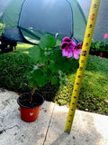 Live Plant 14" Tall Lavender Pink Dark Maroon Color (Scientific Name)