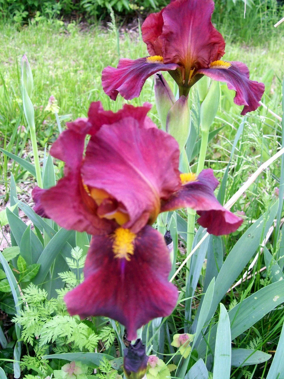 Iris Live Plant Rhizomes, Set of 3, Mixed Colors, Iris germanica - Freshly Dug with Flags for Easy Identification