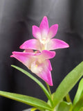 Orchid Plant Dendrobium kingianum Fragrant Blooming Size 4" Pot