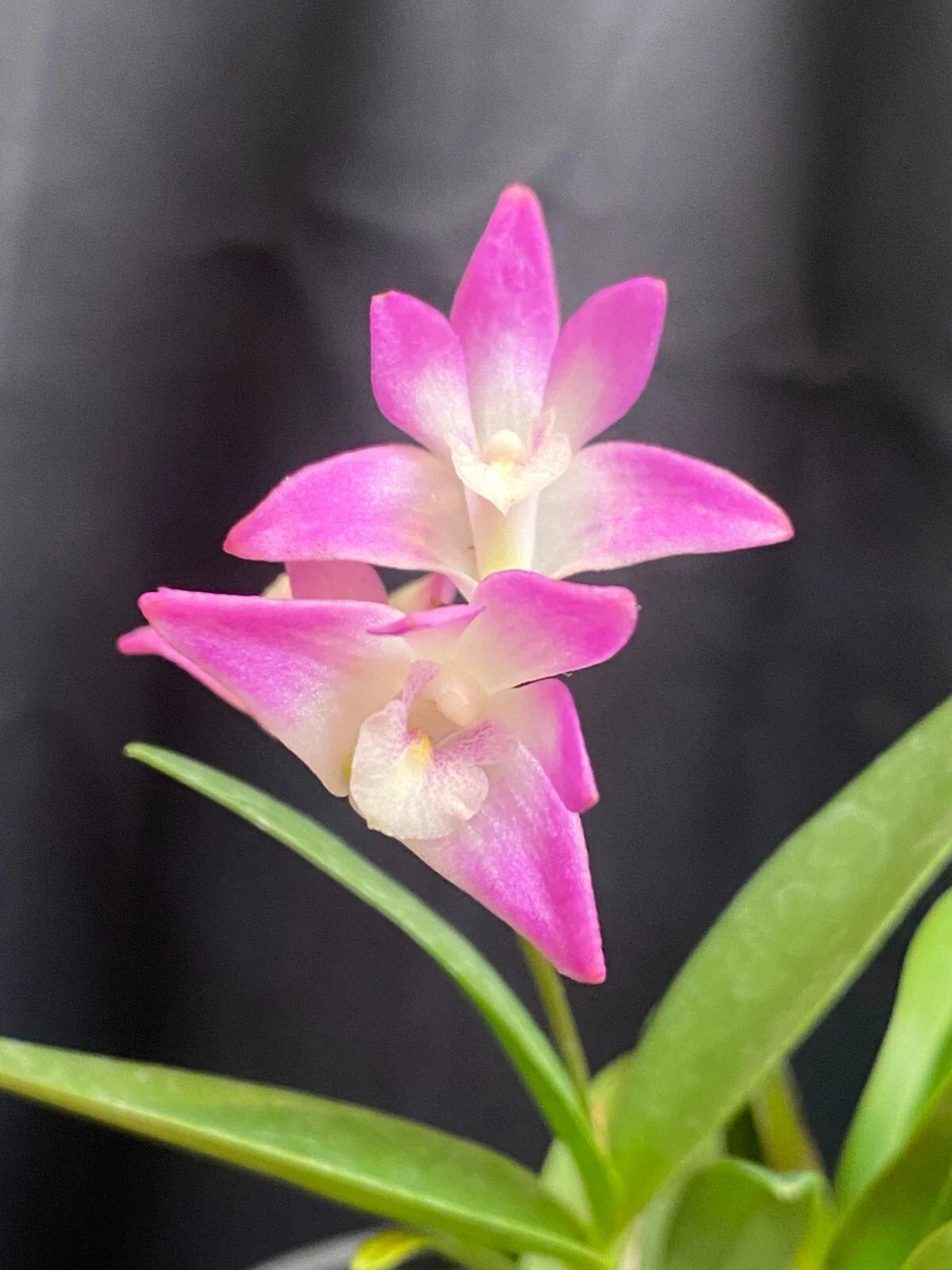Orchid Plant Dendrobium kingianum Fragrant Blooming Size 4" Pot