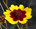 Plains Coreopsis Seeds - 200+ Count - Edible, Medicinal, Drought Resistant - Coreopsis tinctoria