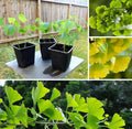 Ginkgo Biloba Maidenhair Tree 24+ Inches Live Bare Root Herbal Plant - Ginkgo Biloba for Bonsai & Herbal Use