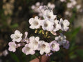 Yerba Santa Seeds - Organic Herbal Eriodictyon californicum - 20 Seeds for Planting - Free Shipping