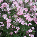 325 Seeds Baby's Breath Pink Annual Flower, Gypsophila elegans, USA Grown - Buy 15, Ships Free