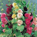 Hollyhock Seeds, 500 Seeds, Pink, Red & Yellow, Alcea rosea
