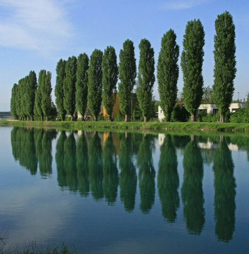 THEVES POPLAR Cuttings 6-8 Inch Populus nigra 'Afghanica' Easy to Root Tree Plants