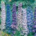 Delphinium Seeds - 36 Pack - Pacific Giant Mix Perennial - Delphinium spp. - USA Grown - Ships Free with 15 Purchase