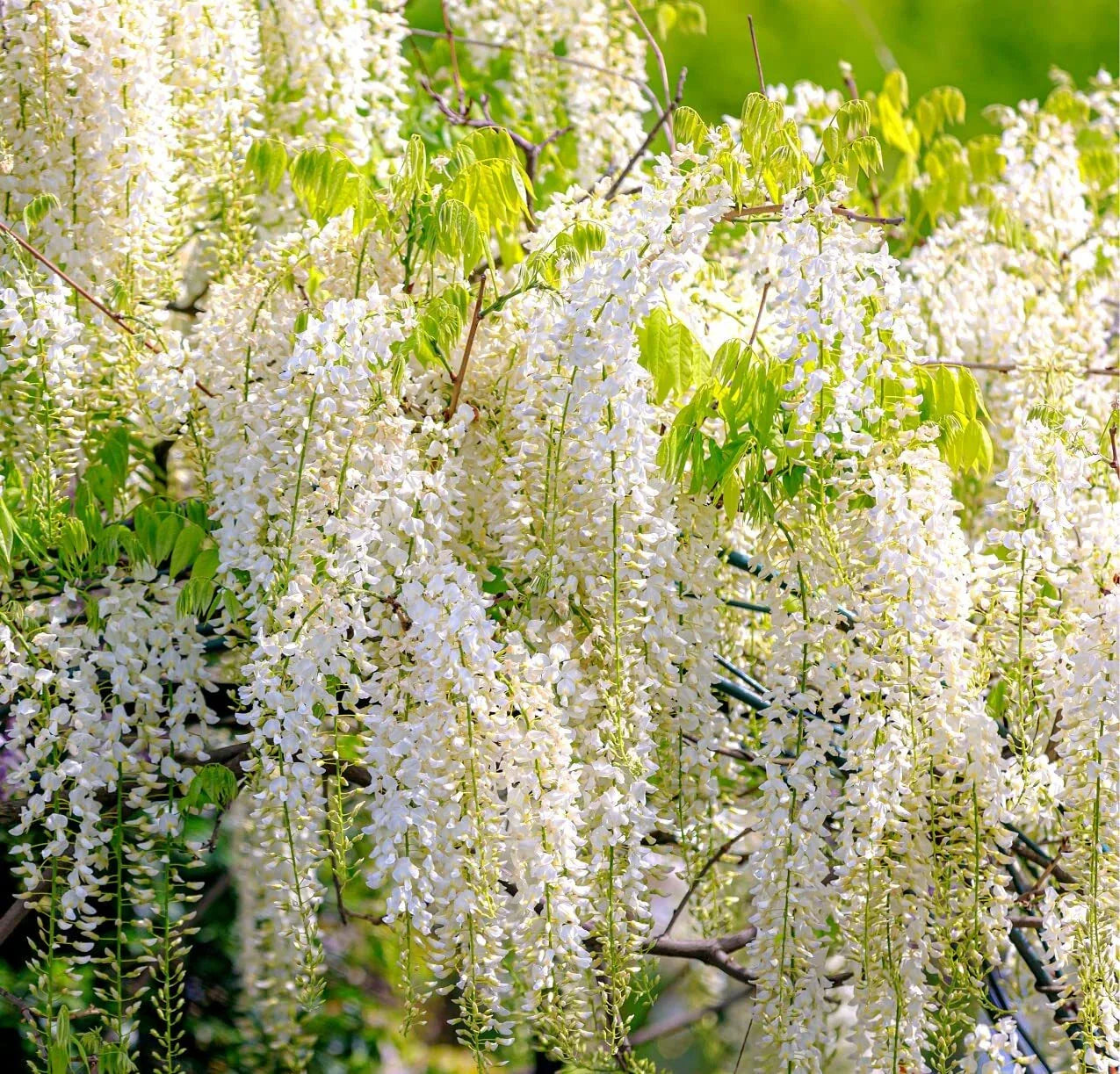 White Wisteria Bonsai Tree Seeds - 5 Pack - Wisteria sinensis Alba - Rare Flowering Plant Seeds for Planting