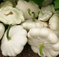 White Bush Scallop Squash Seeds - 25+ Summer Squash Pattypan - Heirloom Garden Seeds - Free Shipping