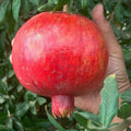 Pomegranate Cuttings - Lot of 20 Sweet Variety - Punica granatum - Mature Tree Source