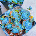 Witchford Lithops Seeds - Blue Succulents, 100pcs Pack, Cactus Seeds, Drought-Tolerant Plants, Perfect for Succulent Lovers