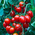 Heirloom Organic Cherry Tomato Seeds - 50+ Non-GMO Sweet Seeds - Perfect for Home Gardening