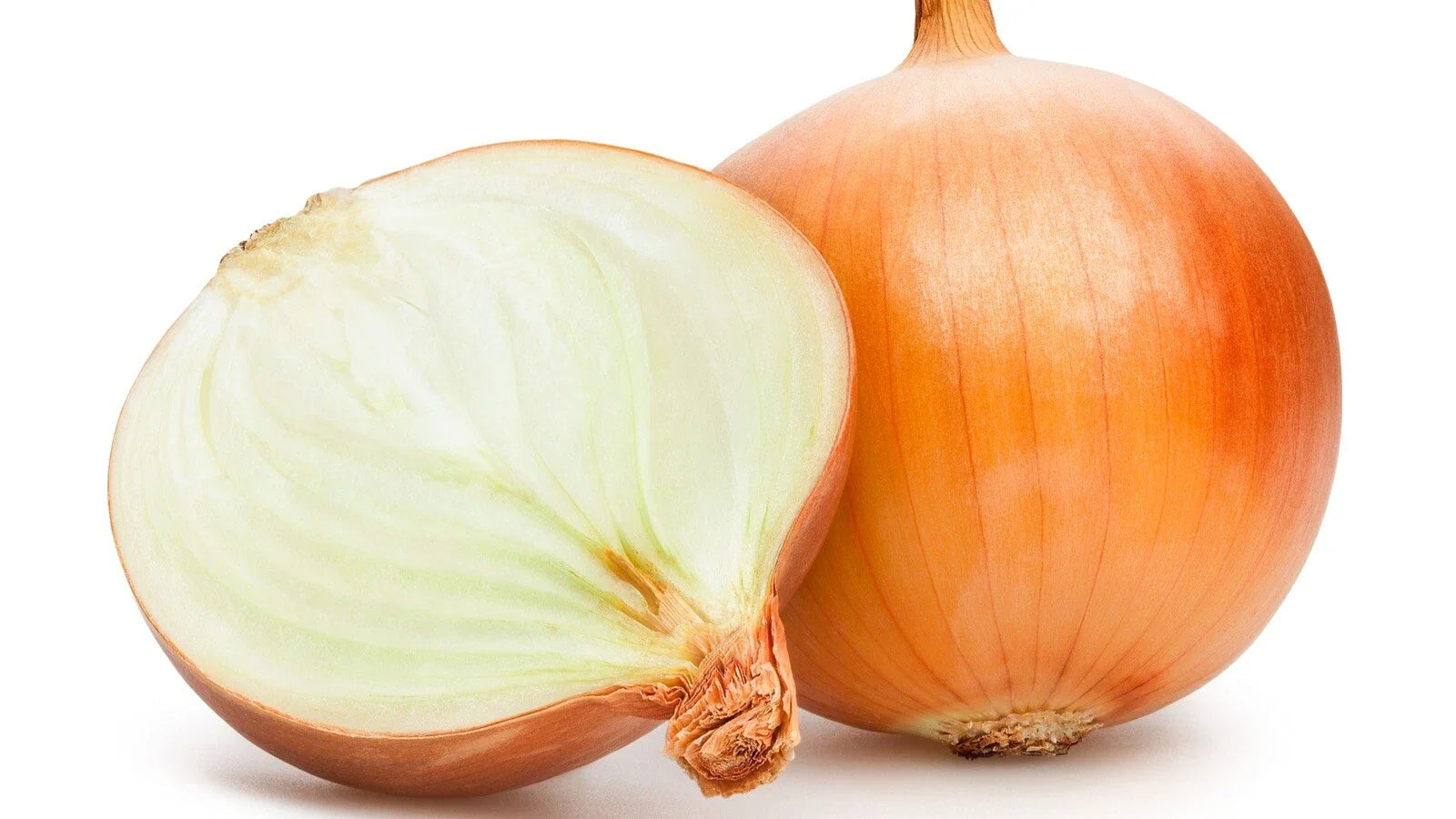 Sweet Spanish Onion Seeds - Organic Heirloom Non-GMO - 100 Count - Easy Garden Vegetable Seeds - Allium cepa