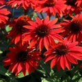 Sangrita Coneflower Seeds - 50 Perennial Echinacea Flower Seeds for Vibrant Blooms - Echinacea Purpurea