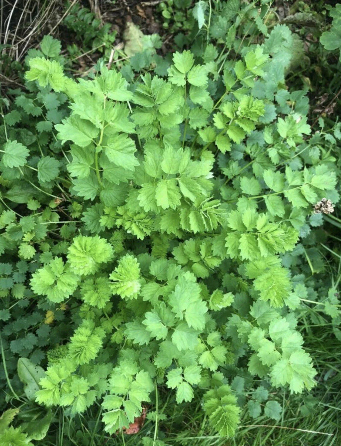 Salad Burnet Seeds - 60+ Non-GMO Open Pollinated - Sanguisorba minor Herb
