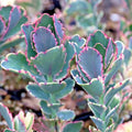 Kalanchoe Plant - Lavender Scallops - Kalanchoe fedtschenkoi - Succulent Houseplant for Indoor Gardening