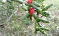 Christmas Cholla Cactus Cuttings - 2 Pieces, OPUNTIA LEPTOCAULIS, 6+ Inches, Drought-Tolerant Succulent Plant