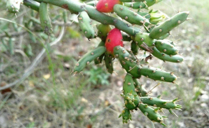 Christmas Cholla Cactus Cuttings - 2 Pieces, OPUNTIA LEPTOCAULIS, 6+ Inches, Drought-Tolerant Succulent Plant