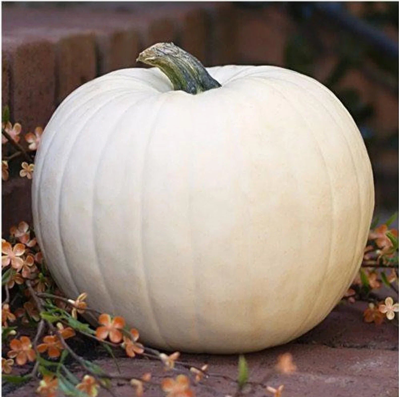 White Queen Pumpkin Seeds - 10 Non-GMO Heirloom Seeds - Open-Pollinated Variety - Cucurbita pepo