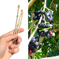 Jamun Cutting Scion 5x - Fresh Java Plum, Duhat, Cây Trâm - Syzygium cumini