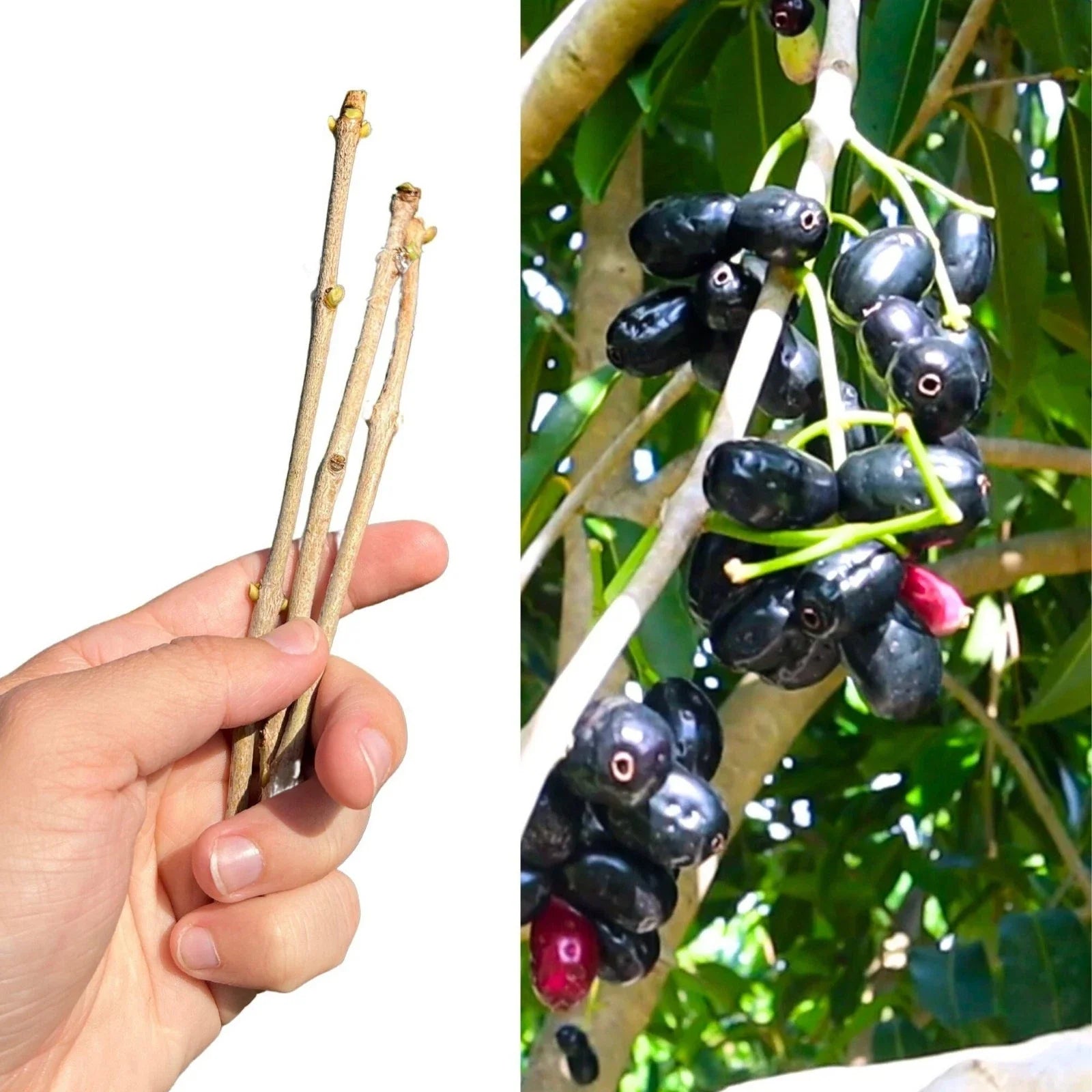 Jamun Cutting Scion 5x - Fresh Java Plum, Duhat, Cây Trâm - Syzygium cumini