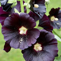 Hollyhock Seeds - Large Black & Deep Red Flowers - Alcea rosea 'Nigra' - Heirloom Garden Seeds