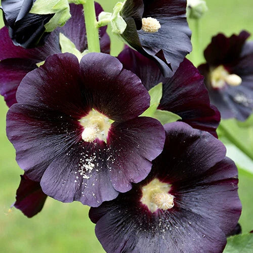 Hollyhock Seeds - Large Black & Deep Red Flowers - Alcea rosea 'Nigra' - Heirloom Garden Seeds