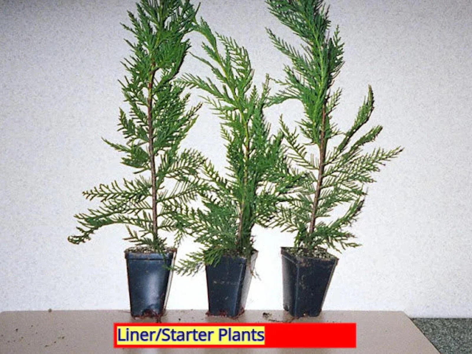 Leyland Cypress Tree Starter Plant - 5 Bare Root Evergreen Cupressocyparis leylandii - Fast Growing Privacy Hedge