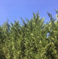 Leyland Cypress Tree Cuttings 60-Pack Fast Growing Evergreen Cupressus × leylandii