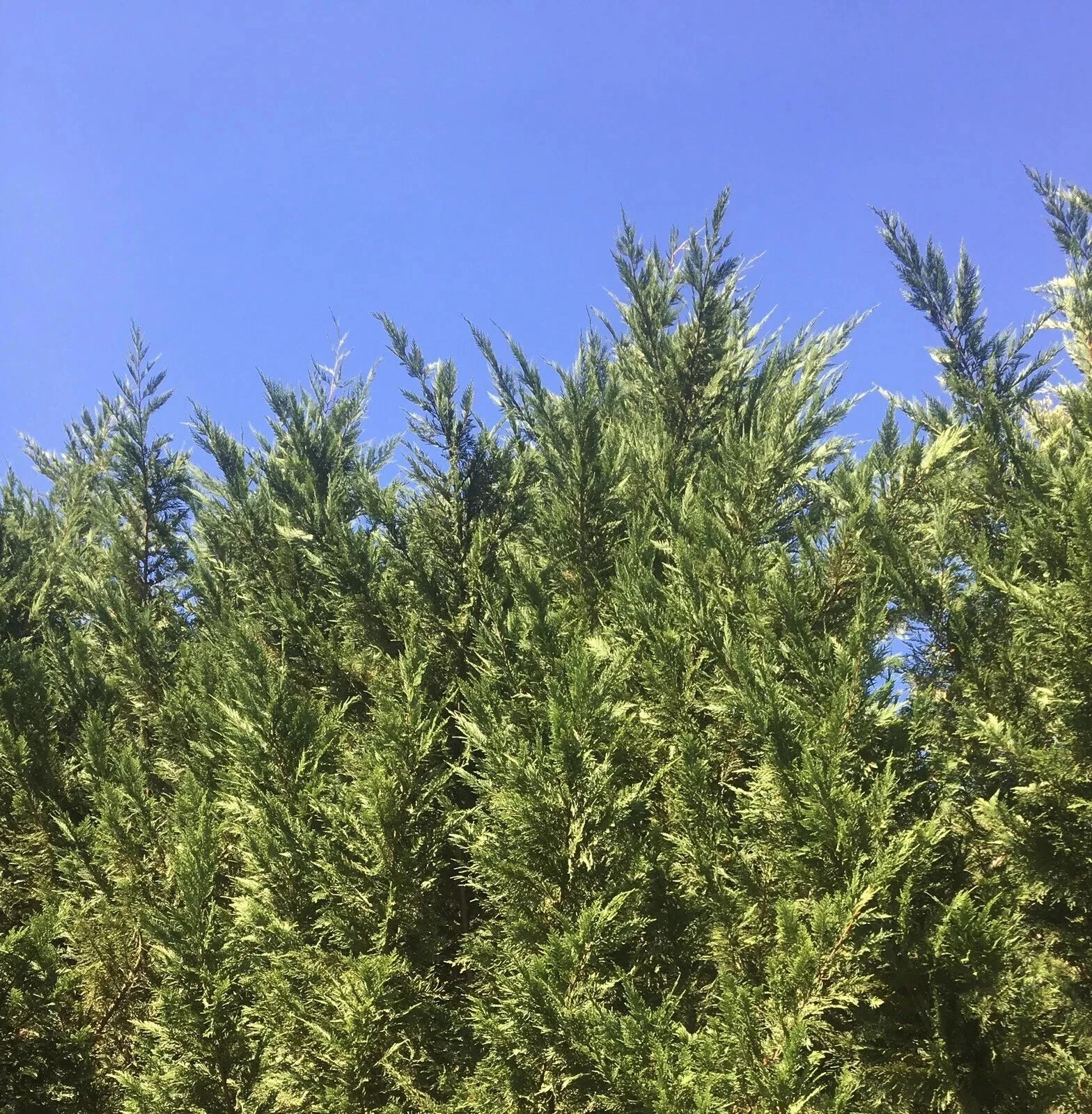 Leyland Cypress Tree Cuttings 60-Pack Fast Growing Evergreen Cupressus × leylandii