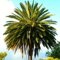 Canary Island Date Palm Tree Seeds - Phoenix Canariensis - Ideal for 2025 Planting, Tropical Landscape Enhancer