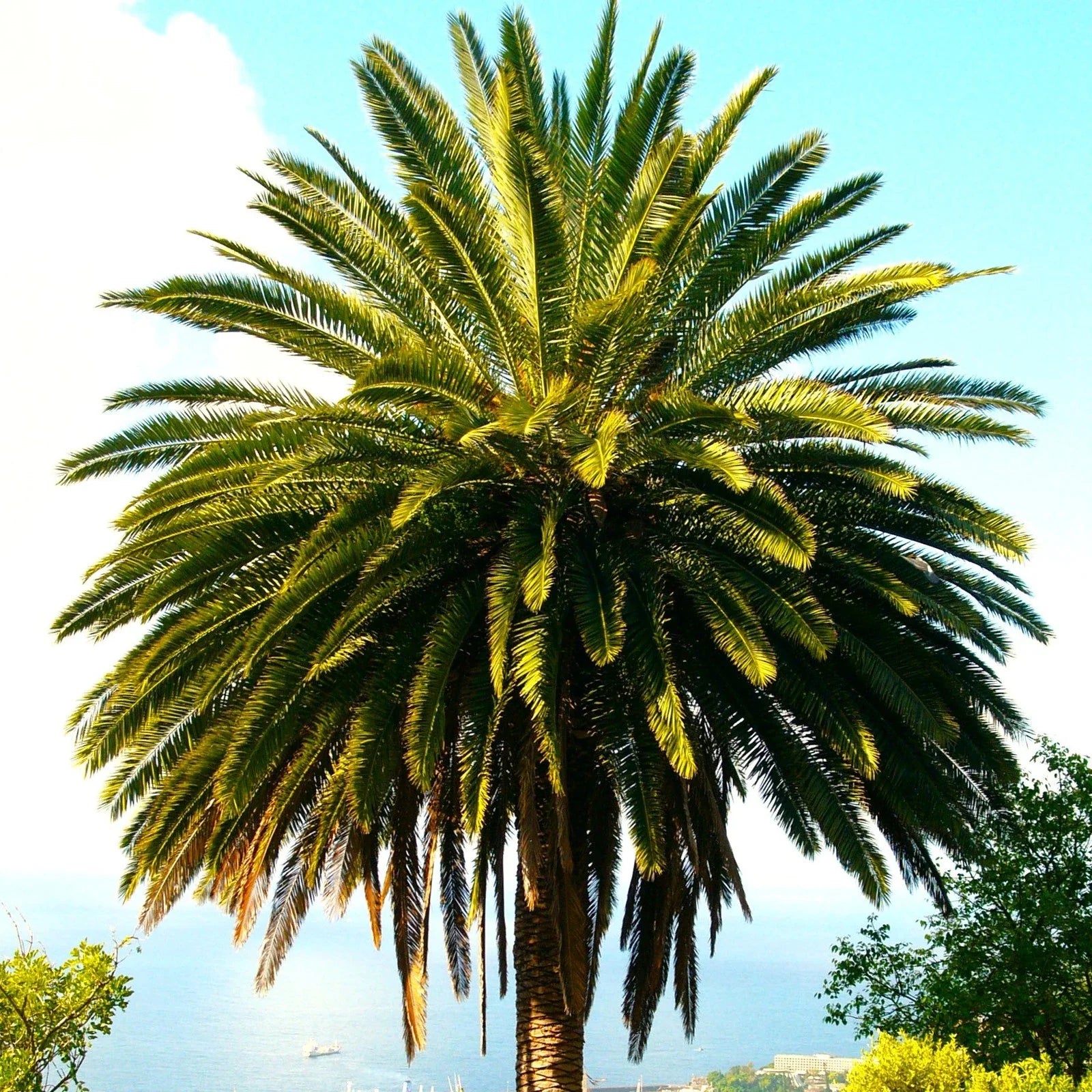 Canary Island Date Palm Tree Seeds - Phoenix Canariensis - Ideal for 2025 Planting, Tropical Landscape Enhancer