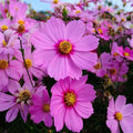 Cosmos Seeds - 200 Non-GMO Heirloom Pink Flowers - Cosmos bipinnatus 'Radiance'