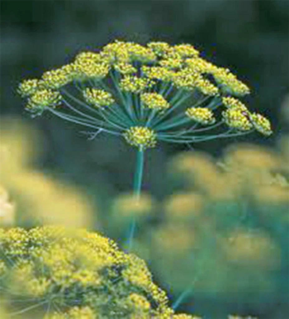 Dill Seed 500 Seeds - Heirloom Non-GMO Bouquet Herb Spice (Anethum graveolens)