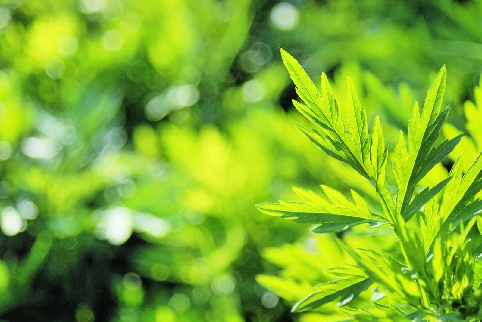 Mugwort Herb Seeds 100 Seeds - Artemisia vulgaris - Organic, Culinary, Medicinal