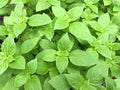 LEMON BASIL SEEDS 500+ Organic Heirloom Non-GMO Ocimum Basilicum Herb