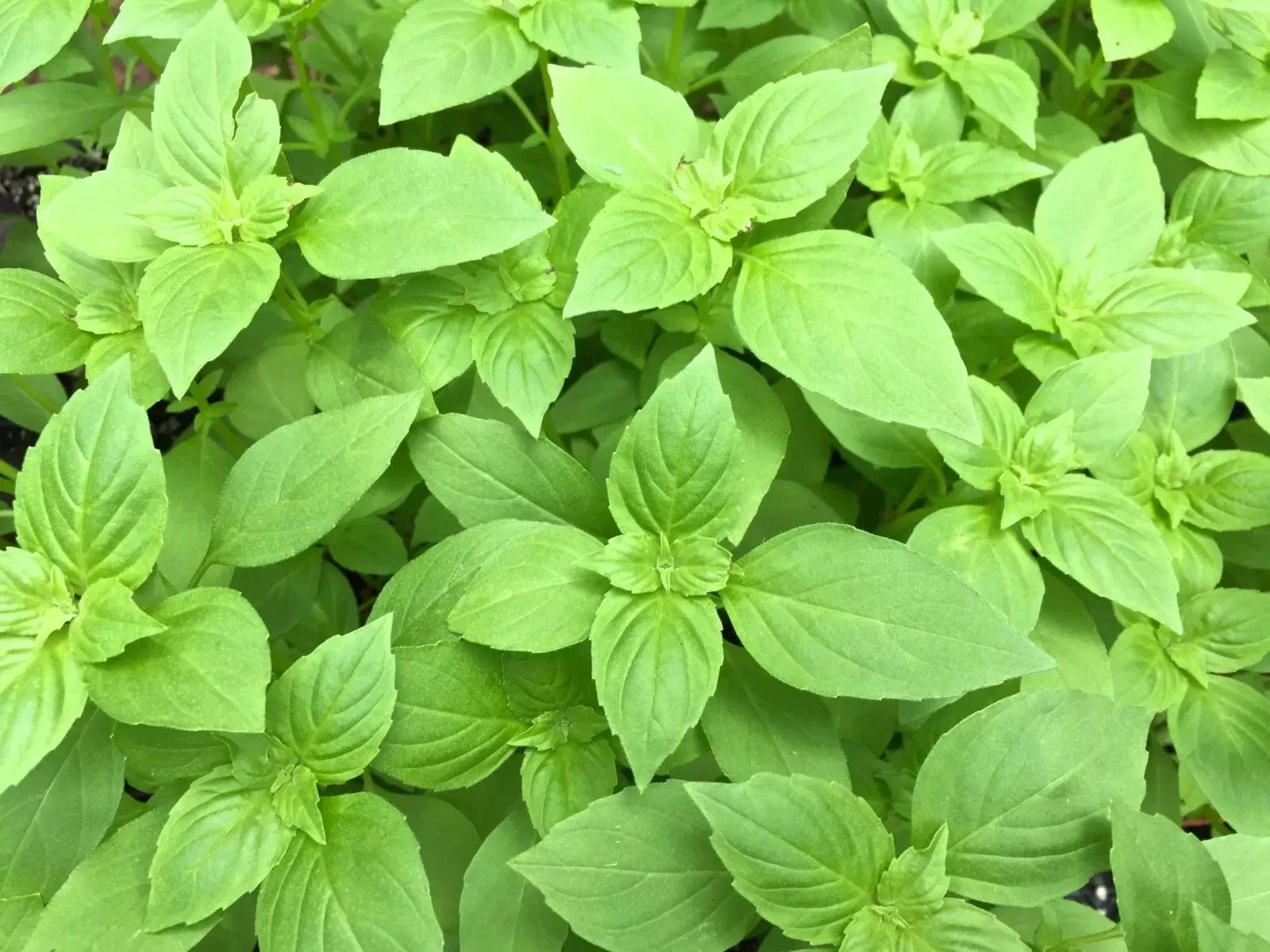 LEMON BASIL SEEDS 500+ Organic Heirloom Non-GMO Ocimum Basilicum Herb